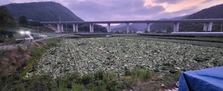 박호성님의 배추 · 수확 작성글 사진