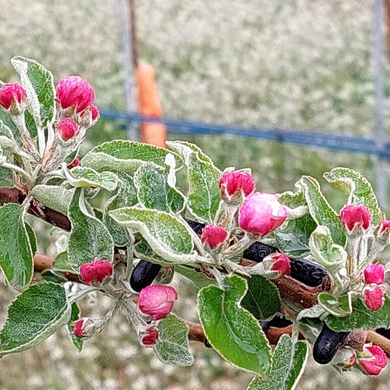손윤영/수채화농원님의 장터 판매 상품 [ABC즙,사과즙] 첨부 사진