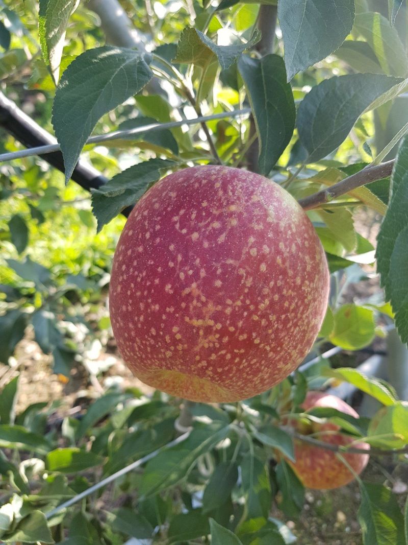 손윤영/수채화농원님의 장터 판매 상품 [ABC즙,사과즙] 첨부 사진