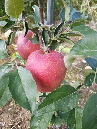 손윤영/수채화농원님의 작성글 사진