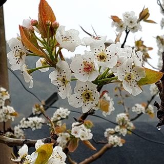 손윤영/수채화농원님의 작성글 사진