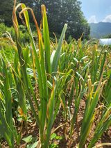 팜모닝 자유주제·자유게시판 게시글 이미지