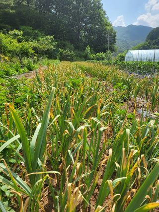 안영매(터실농장)님의 자유주제 · 자유게시판 작성글 사진