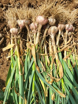 안영매(터실농장)님의 자유주제 · 자유게시판 작성글 사진