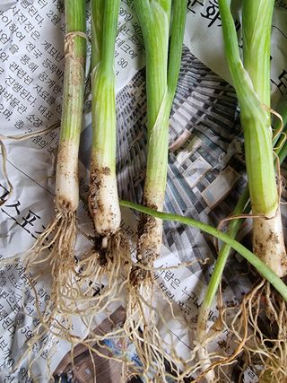 정석범님의 마늘 · 병해충상담 작성글 사진