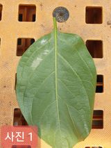 팜모닝 감·병해충상담 게시글 이미지