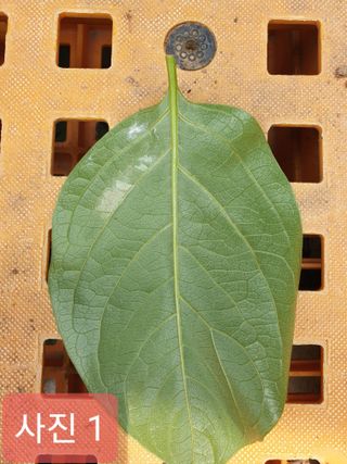 호랑이한마리님의 감 · 병해충상담 작성글 사진