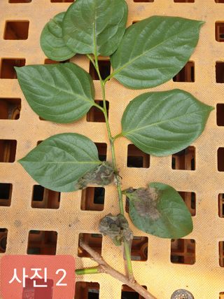 호랑이한마리님의 감 · 병해충상담 작성글 사진