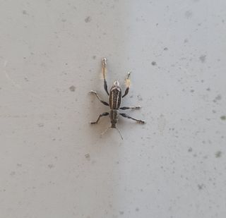 인생은 소풍처럼님의 고추 · 병해충상담 작성글 사진