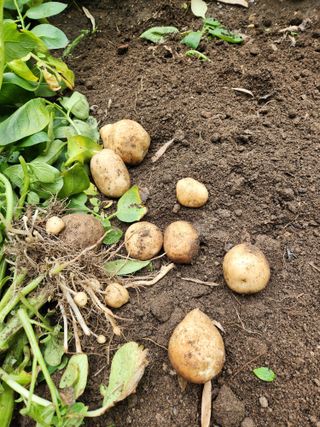 이인구님의 감자 · 병해충상담 작성글 사진