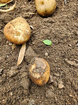 이인구님의 감자 · 병해충상담 작성글 사진