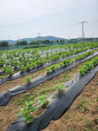 HYUN님의 참깨 · 자유게시판 작성글 사진