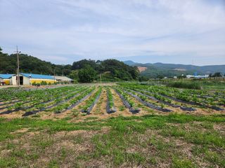 HYUN님의 참깨 · 자유게시판 작성글 사진