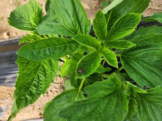 HYUN님의 참깨 · 자유게시판 작성글 사진