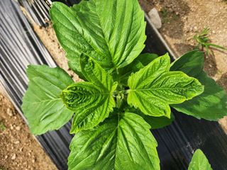 HYUN님의 참깨 · 자유게시판 작성글 사진