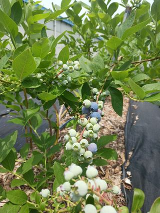 유용순님의 블루베리 · 자유게시판 작성글 사진