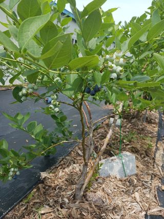 유용순님의 블루베리 · 자유게시판 작성글 사진