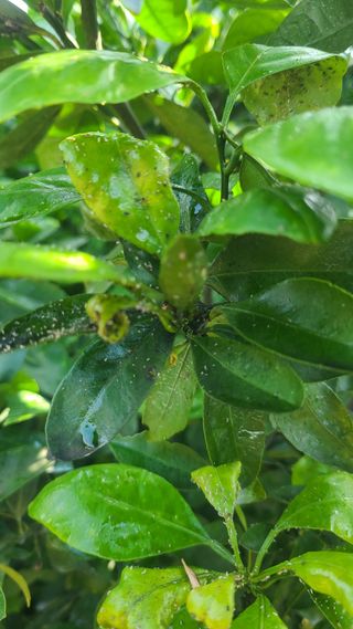 오정현님의 귤 · 병해충상담 작성글 사진