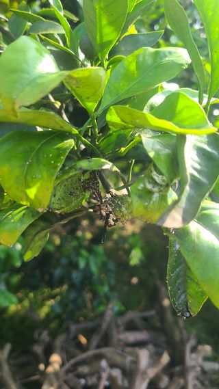 오정현님의 귤 · 병해충상담 작성글 사진