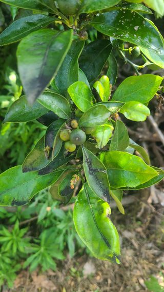 오정현님의 귤 · 병해충상담 작성글 사진