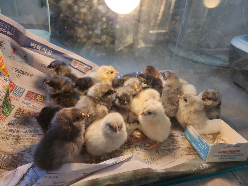 장터 상품 [청계] 썸네일