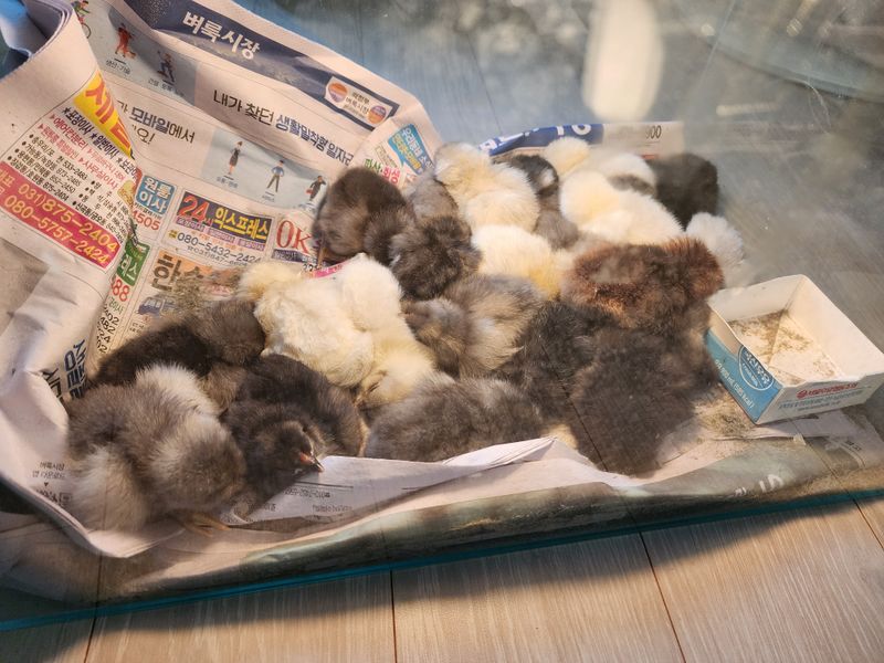 문상욱님의 장터 판매 상품 [청계] 첨부 사진