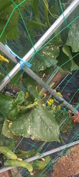 팜모닝 오이·병해충상담 게시글 이미지