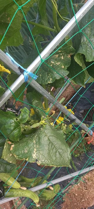 서강훈님의 오이 · 병해충상담 작성글 사진