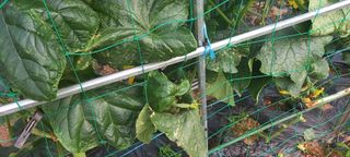 서강훈님의 오이 · 병해충상담 작성글 사진