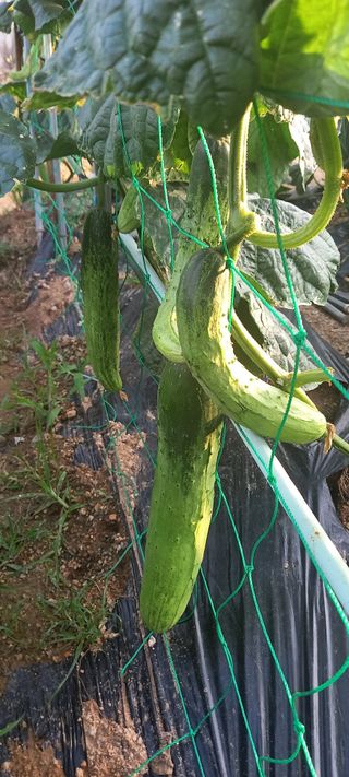 서강훈님의 오이 · 병해충상담 작성글 사진