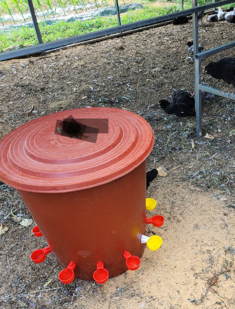 늘푸른농원님의 장터 판매 상품 [닭 자동 물컵] 첨부 사진