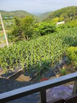 팜모닝 자유주제·자유게시판 게시글 이미지