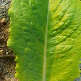 팜모닝 상추·병해충상담 게시글 이미지