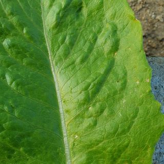 이연희님의 상추 · 병해충상담 작성글 사진