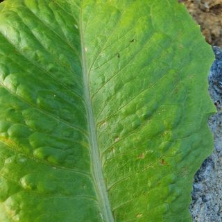 이연희님의 상추 · 병해충상담 작성글 사진