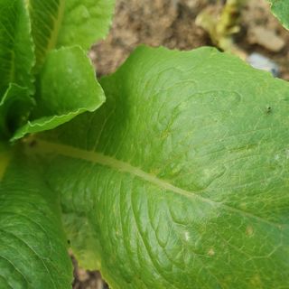 이연희님의 상추 · 병해충상담 작성글 사진