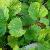 팜모닝 기타작물·병해충상담 게시글 이미지