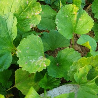 이연희님의 기타작물 · 병해충상담 작성글 사진