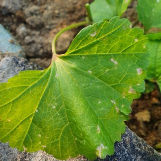 이연희님의 기타작물 · 병해충상담 작성글 사진