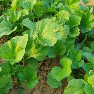 이연희님의 기타작물 · 병해충상담 작성글 사진