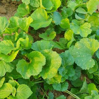 이연희님의 기타작물 · 병해충상담 작성글 사진