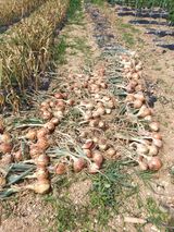 팜모닝 자유주제·자유게시판 게시글 이미지