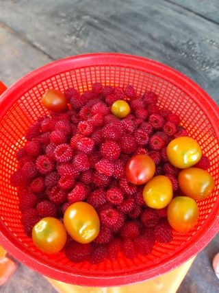 초보 농부님의 자유주제 · 자유게시판 작성글 사진