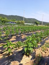 팜모닝 참깨·자유게시판 게시글 이미지