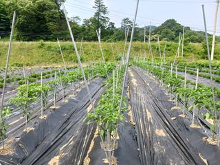 조정분(사랑이엄마)님의 농부님! 어떤 농약 쓰세요? · 참여 작성글 사진