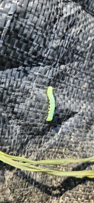 옥전농부(서철)님의 기타작물 · 병해충상담 작성글 사진