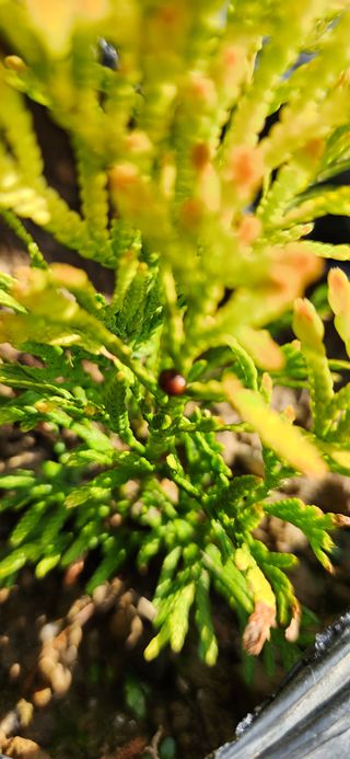 옥전농부(서철)님의 기타작물 · 병해충상담 작성글 사진