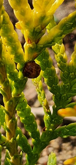 옥전농부(서철)님의 기타작물 · 병해충상담 작성글 사진