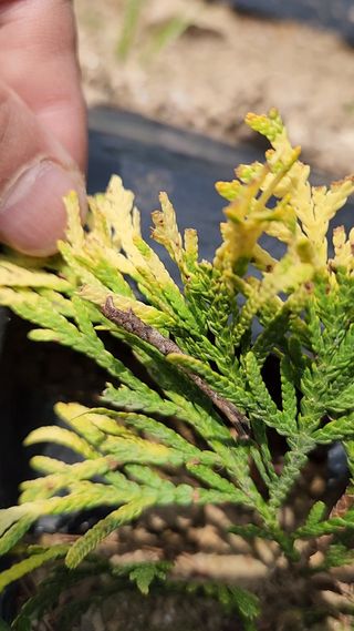 옥전농부(서철)님의 기타작물 · 병해충상담 작성글 사진