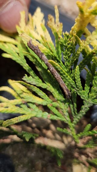 옥전농부(서철)님의 기타작물 · 병해충상담 작성글 사진